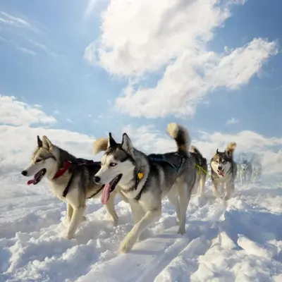 Animal ou animaux domestique(s) séjournant avec des clients dans l'établissement Le Refuge, 2050m La Plagne, Luxury apartment