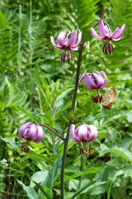 Jardin de l'établissement Chalet Les Barmés