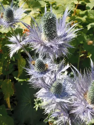 Jardin de l'établissement Le Télémark