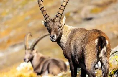 Animaux dans l'appartement ou à proximité