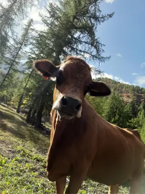 Animaux dans le chalet ou à proximité