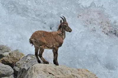 Animaux dans l'appartement ou à proximité