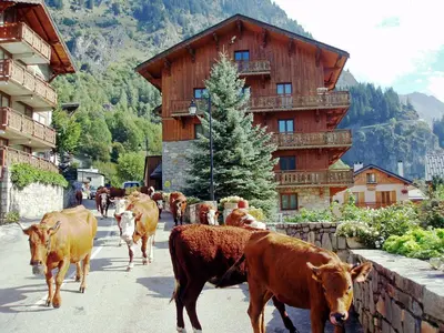 Animaux dans l'appartement ou à proximité