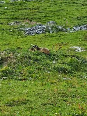 Animaux dans l'appartement ou à proximité