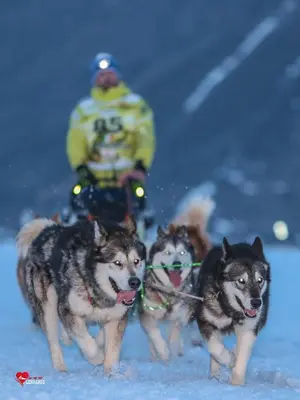 Animal ou animaux domestique(s) séjournant avec des clients dans l'établissement 
