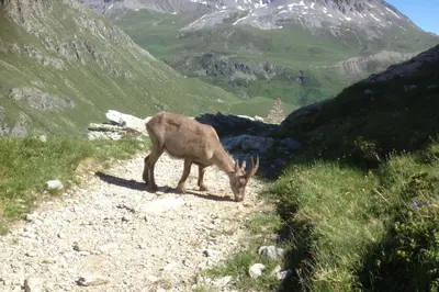 Animaux dans l'appartement ou à proximité